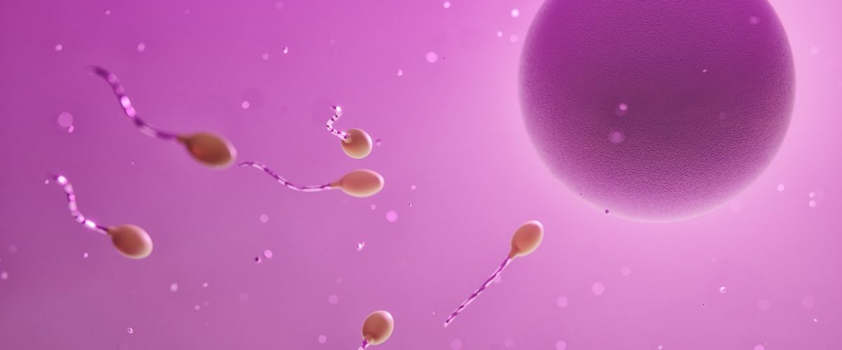 Comment_savoir_si_l_ovule_a_été_fécondé_?